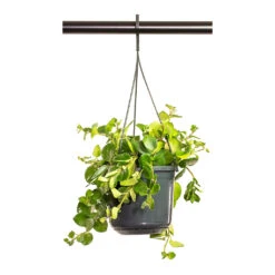 Aeschynanthus Pink Polka - Lipstick Plant 10 Aeschynanthus Pink Polka - Lipstick Plant -HORTOLOGY Plants Sale Aeschynanthus Pink Polka Lipstick Plant 15cm