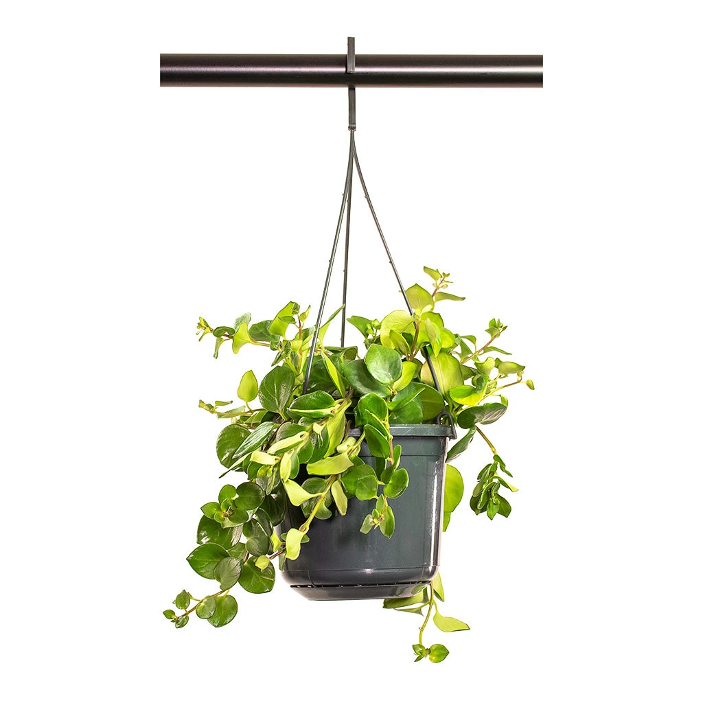 Aeschynanthus Pink Polka - Lipstick Plant 5 Aeschynanthus Pink Polka - Lipstick Plant - Image 5