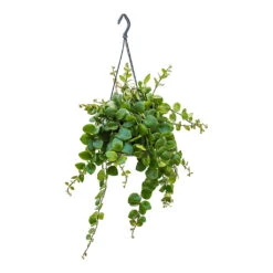 Aeschynanthus Pink Polka - Lipstick Plant 8 Aeschynanthus Pink Polka - Lipstick Plant -HORTOLOGY Plants Sale Aeschynanthus Pink Polka Lipstick Plant