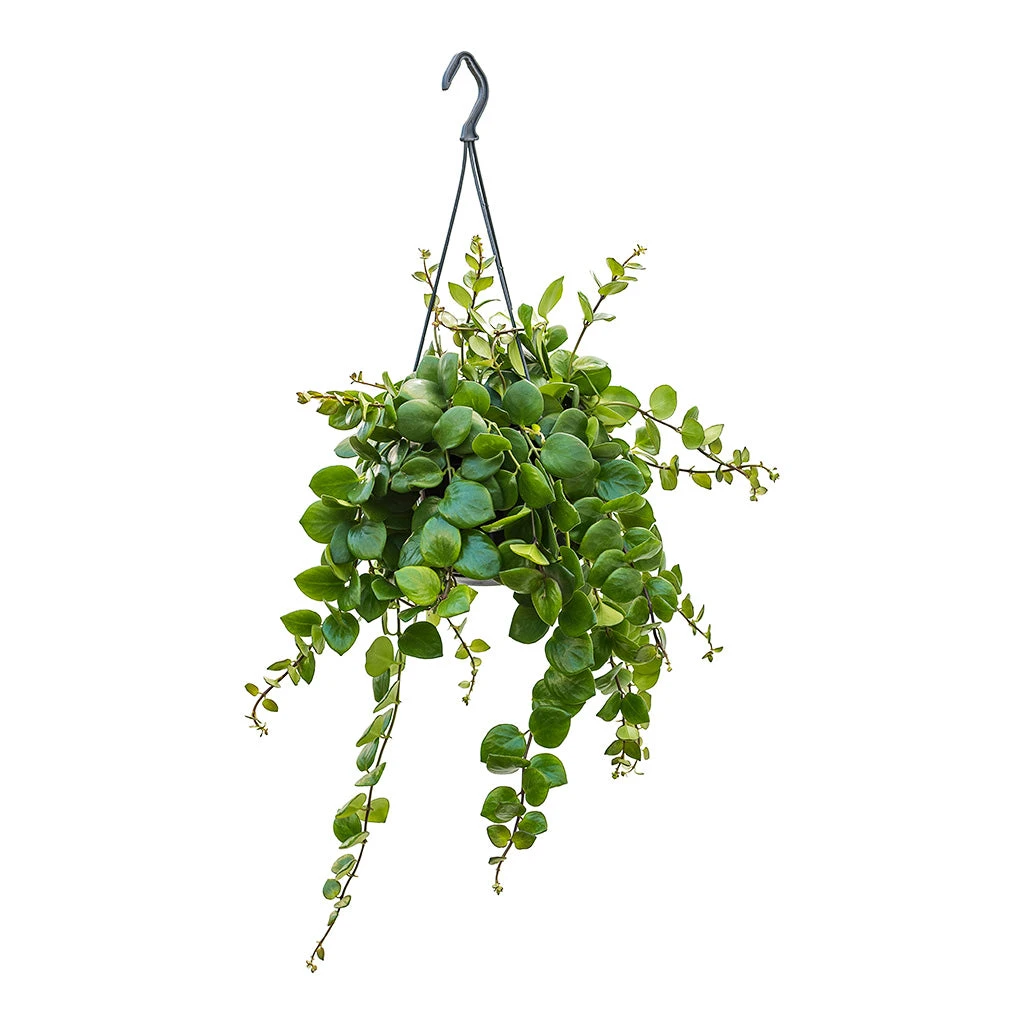 Aeschynanthus Pink Polka - Lipstick Plant 3 Aeschynanthus Pink Polka - Lipstick Plant - Image 3