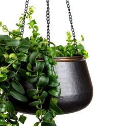 Sahara Hanging Plant Pot - Slate 16 Sahara Hanging Plant Pot - Slate -HORTOLOGY Plants Sale Aeschynanthus Rasta 15x40cm Sahara Hanging Pot Slate 24x16cm 2