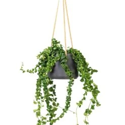 Patt Hanging Plant Pot - Black Washed -HORTOLOGY Plants Sale Aeschynanthus Rasta Lipstick Plant 15x40cm Patt Hanging Plant Pot Black Washed 20x17cm f6089cf4 a50d 4baf b1b2 c85c694b1977