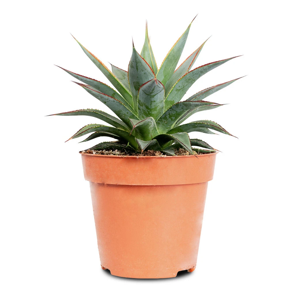 HORTOLOGY Plants Sale 23 HORTOLOGY Plants Sale -HORTOLOGY Plants Sale Agave Shaka Zulu 12x15cm 1