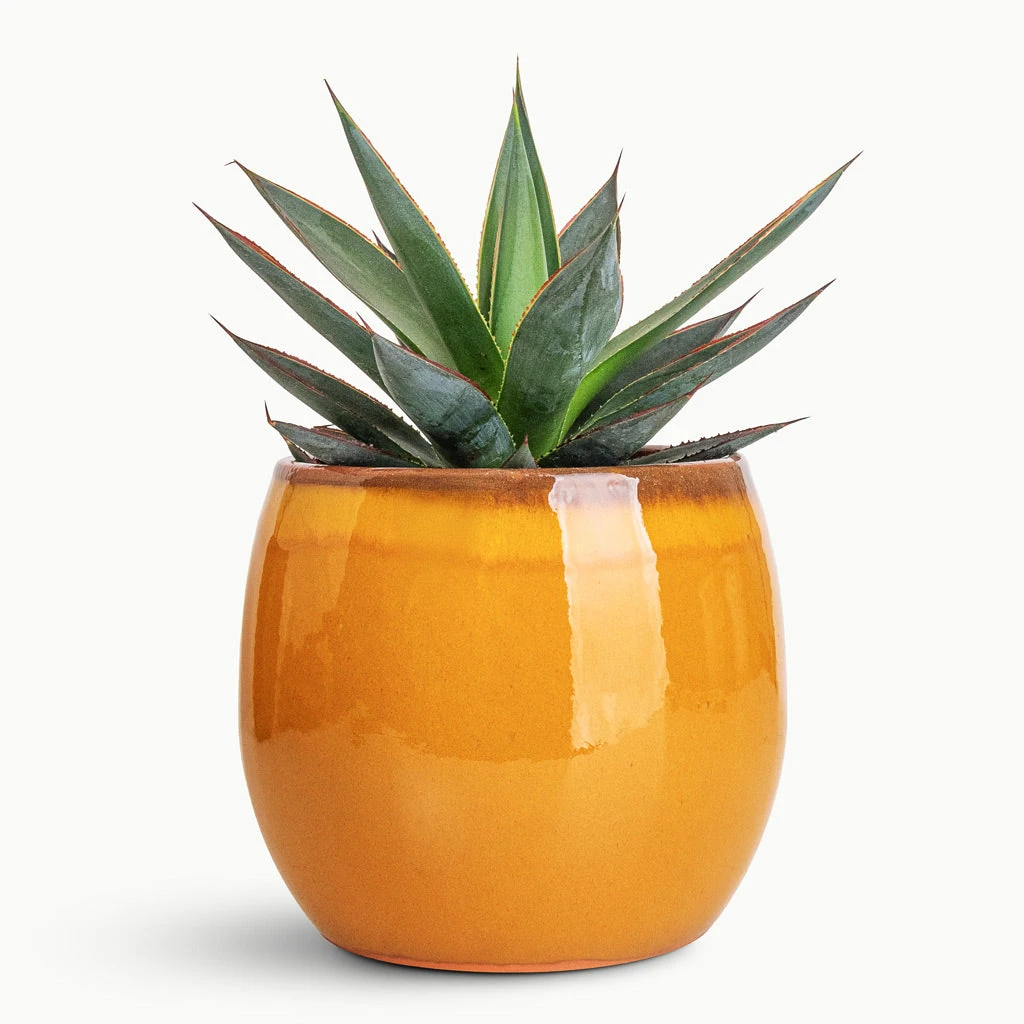 HORTOLOGY Plants Sale 22 HORTOLOGY Plants Sale -HORTOLOGY Plants Sale Agave Shaka Zulu 15x25cm Charlotte Pot Ochre 19x16cm 1