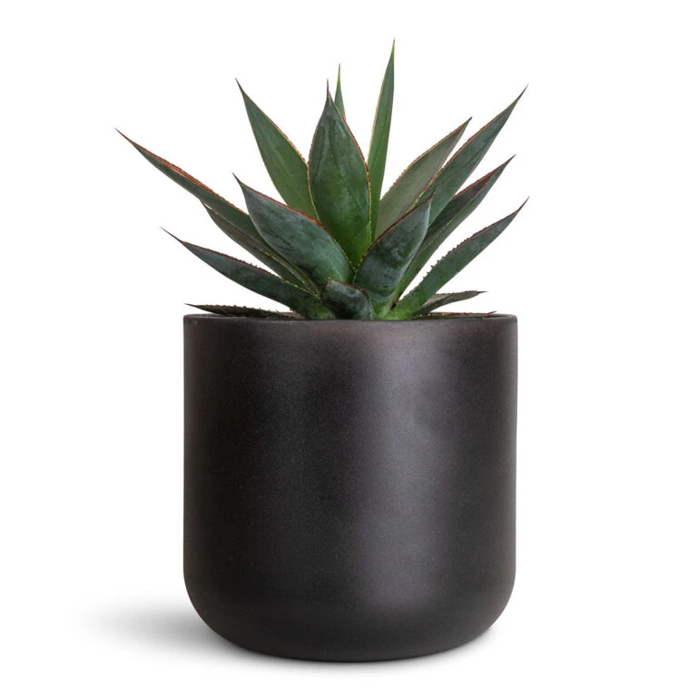 HORTOLOGY Plants Sale 20 HORTOLOGY Plants Sale -HORTOLOGY Plants Sale Agave Shaka Zulu 15x25cm Lisbon Pot Anthracite 19x19cm 768x768 1