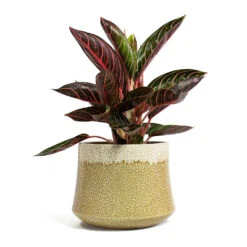 Aglaonema Chocolate - Chinese Evergreen -HORTOLOGY Plants Sale Aglaonema Chocolate Chinese Evergreen Jorrit Plant Pot Camel