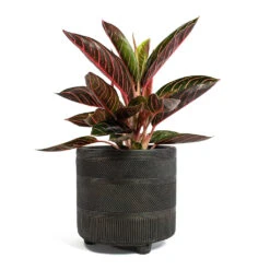 Aglaonema Chocolate - Chinese Evergreen -HORTOLOGY Plants Sale Aglaonema Chocolate Chinese Evergreen Nola Plant Pot Shiny Brown