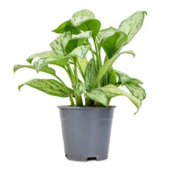 Aglaonema Christina - Chinese Evergreen 11 Aglaonema Christina - Chinese Evergreen -HORTOLOGY Plants Sale Aglaonema Christina Chinese Evergreen 14x35cm