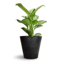 Aglaonema Christina - Chinese Evergreen 12 Aglaonema Christina - Chinese Evergreen -HORTOLOGY Plants Sale Aglaonema Christina Chinese Evergreen 14x35cm Claire Artstone Plant Pot Black 17x15cm ded41de8 7b92 4a48 95af 3b34a0c9d535