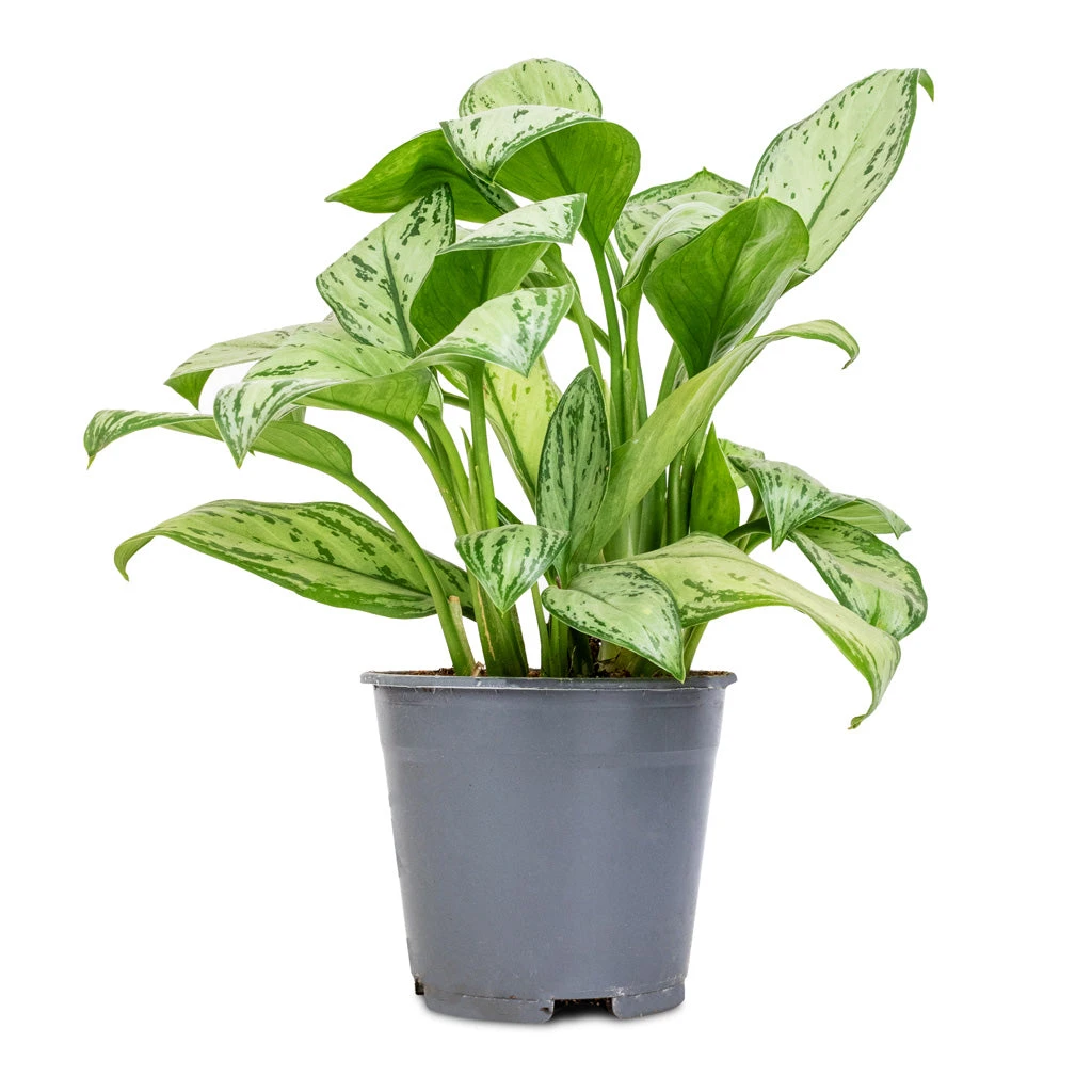 Aglaonema Christina - Chinese Evergreen 3 Aglaonema Christina - Chinese Evergreen - Image 3