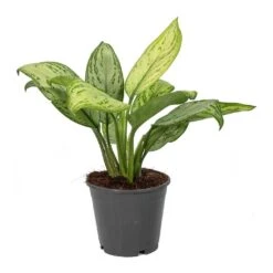 Aglaonema Christina - Chinese Evergreen 14 Aglaonema Christina - Chinese Evergreen -HORTOLOGY Plants Sale Aglaonema Christina Chinese Evergreen