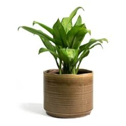 Aglaonema Christina - Chinese Evergreen 15 Aglaonema Christina - Chinese Evergreen -HORTOLOGY Plants Sale Aglaonema Christina Chinese Evergreen Jordy Plant Pot Grey