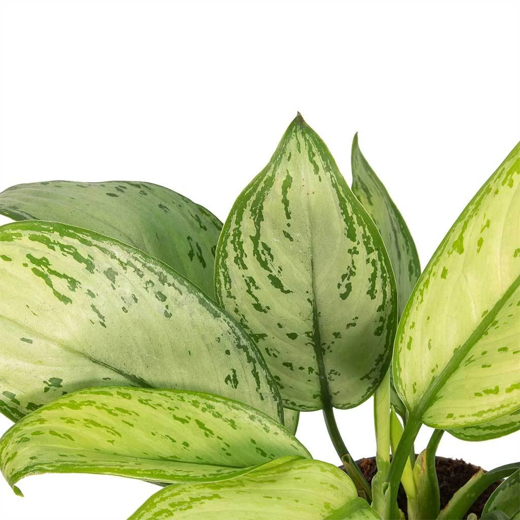 Aglaonema Christina - Chinese Evergreen 2 Aglaonema Christina - Chinese Evergreen - Image 2