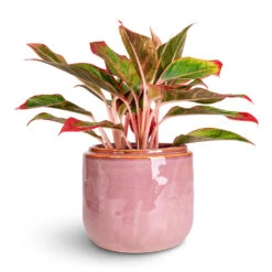 Mabel Cherry Ceramic Plant Pot β Muted Mauve & Honey Glaze Indoor Decorative Planter 12 Mabel Cherry Ceramic Plant Pot β Muted Mauve & Honey Glaze Indoor Decorative Planter -HORTOLOGY Plants Sale Aglaonema Crete 12x25cm Mabel Pot Cherry 15x13cm