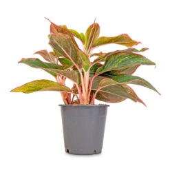 Aglaonema Crete - Chinese Evergreen -HORTOLOGY Plants Sale Aglaonema Crete Chinese Evergreen 12x25cm