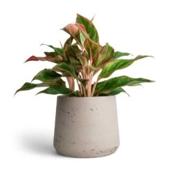 Aglaonema Crete - Chinese Evergreen -HORTOLOGY Plants Sale Aglaonema Crete Chinese Evergreen 12x25cm Patt Plant Pot Grey Washed 17x14cm