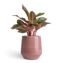 Aglaonema Crete - Chinese Evergreen -HORTOLOGY Plants Sale Aglaonema Crete Chinese Evergreen 12x25cm Remi Plant Pot Pink 18x19cm b699597c e3b8 4687 99fb 75c93a7c4ca6