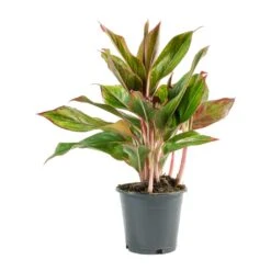 Aglaonema Crete - Chinese Evergreen -HORTOLOGY Plants Sale Aglaonema Crete Chinese Evergreen