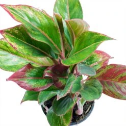 Aglaonema Crete - Chinese Evergreen -HORTOLOGY Plants Sale Aglaonema Crete Chinese Evergreen Leaves