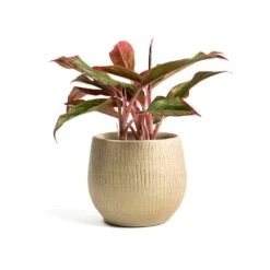 Ryan Plant Pot - Sand Gold 28 Ryan Plant Pot - Sand Gold -HORTOLOGY Plants Sale Aglaonema Crete Chinese Evergreen Ryan Plant Pot Sand Gold