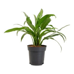 Aglaonema Cutlass - Chinese Evergreen 17 Aglaonema Cutlass - Chinese Evergreen -HORTOLOGY Plants Sale Aglaonema Cutlass 14x40cm