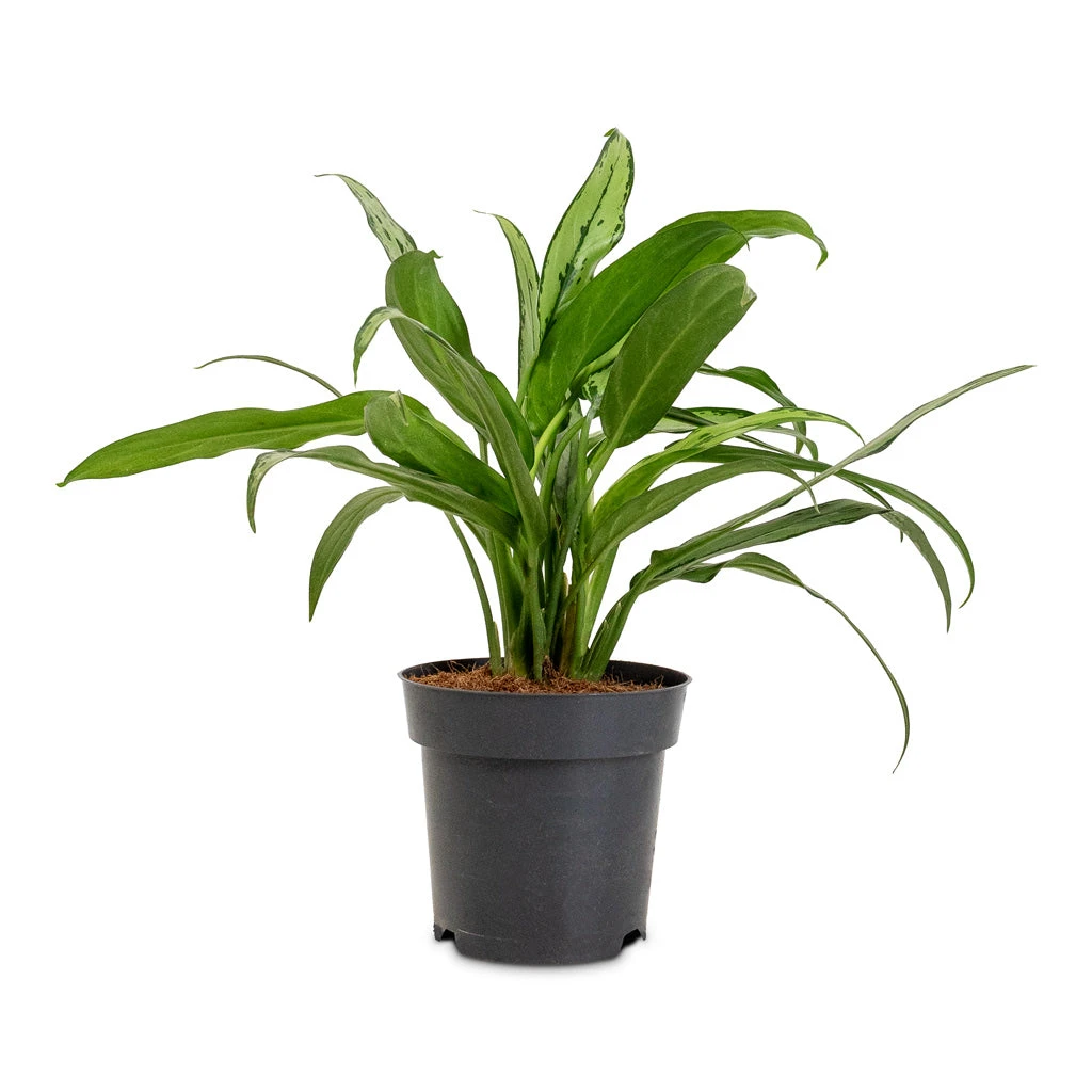 Aglaonema Cutlass - Chinese Evergreen 8 Aglaonema Cutlass - Chinese Evergreen - Image 8