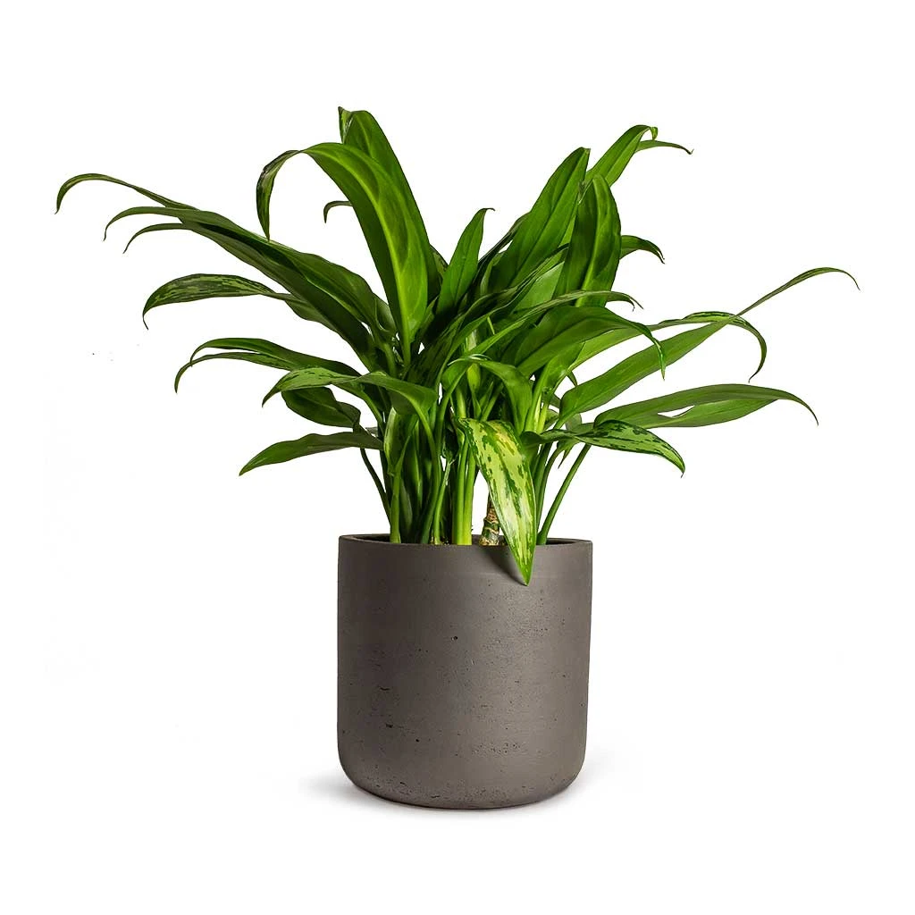 Charlie Plant Pot - Black Washed 20 Charlie Plant Pot - Black Washed - Image 20