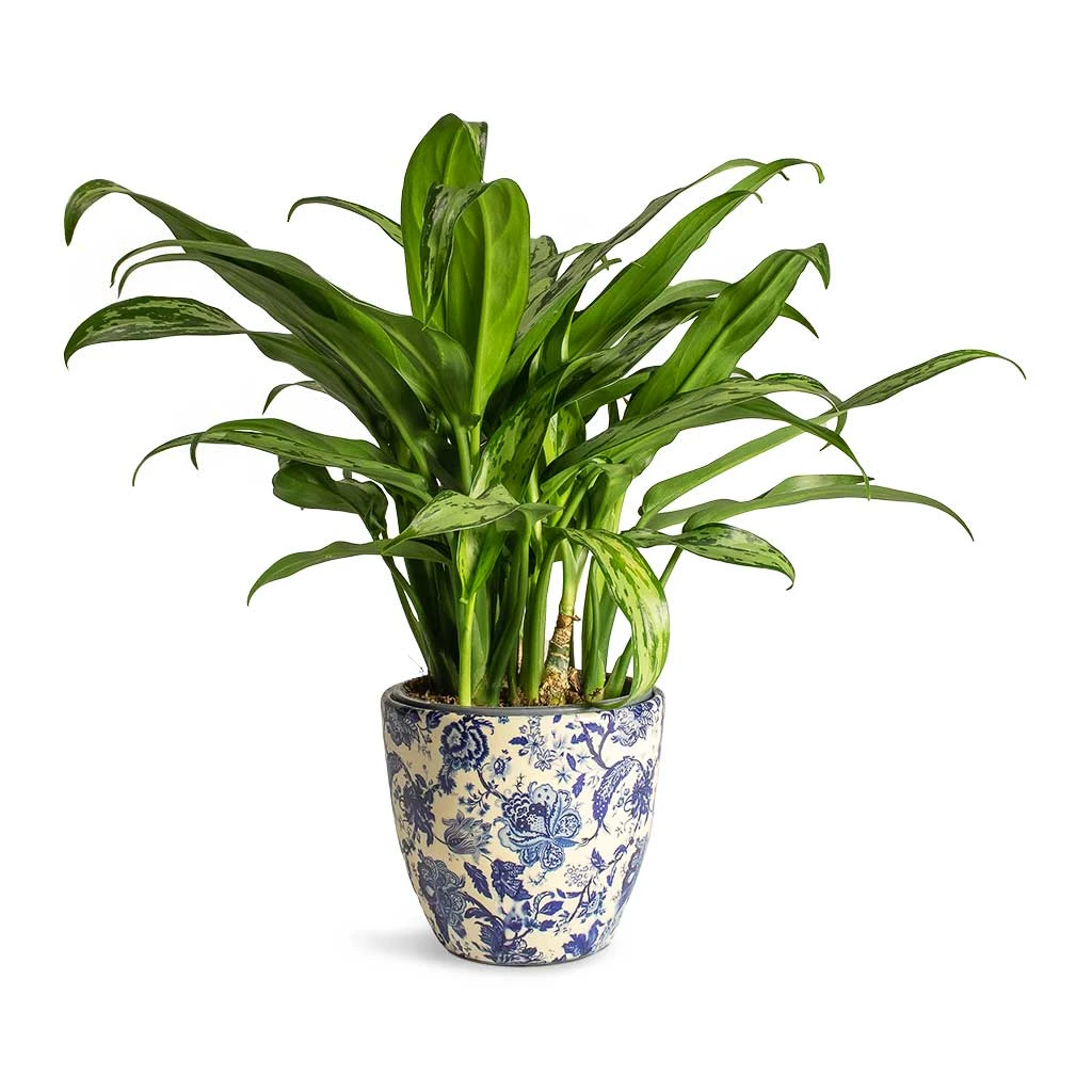 Aglaonema Cutlass - Chinese Evergreen 9 Aglaonema Cutlass - Chinese Evergreen - Image 9