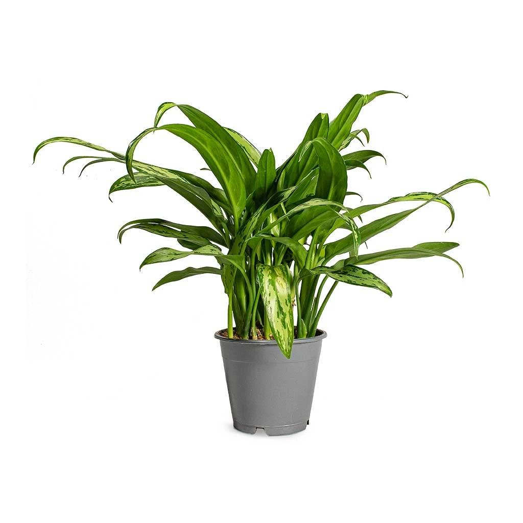 Aglaonema Cutlass - Chinese Evergreen 4 Aglaonema Cutlass - Chinese Evergreen - Image 4