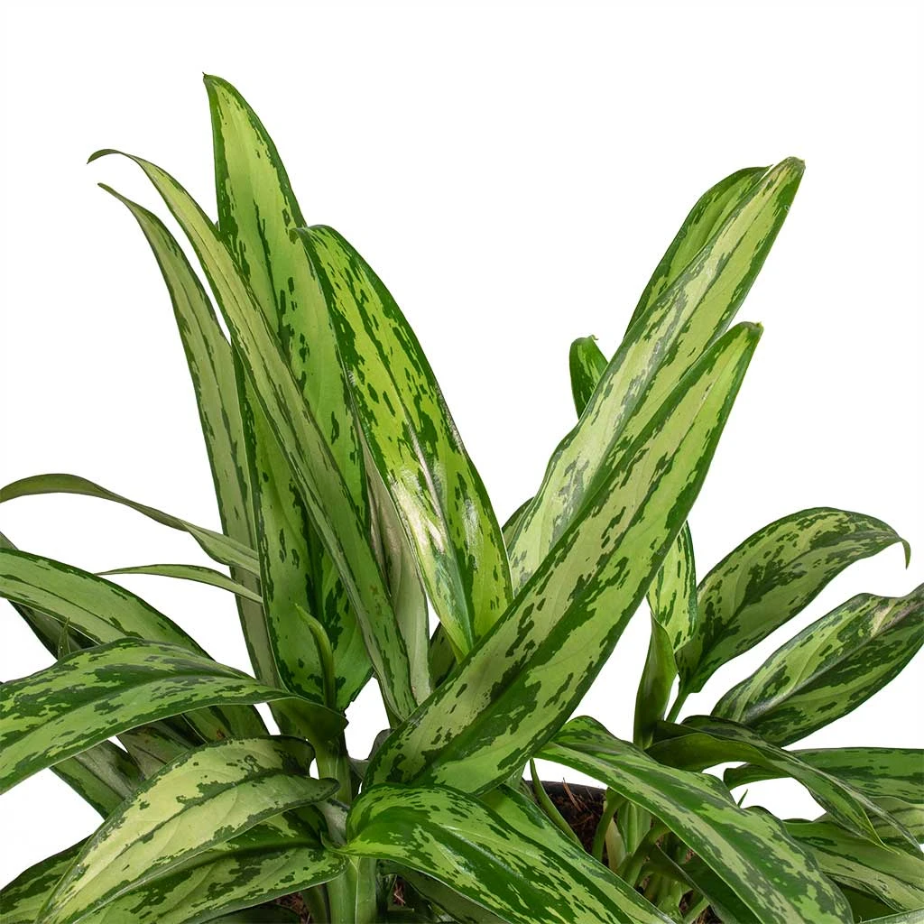 Aglaonema Cutlass - Chinese Evergreen 2 Aglaonema Cutlass - Chinese Evergreen - Image 2