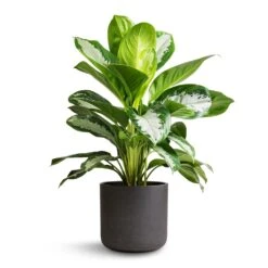 Charlie Plant Pot - Black Washed 29 Charlie Plant Pot - Black Washed -HORTOLOGY Plants Sale Aglaonema Diamond Bay Chinese Evergreen 21x50cm Charlie Plant Pot Black Washed 25x24cm 3554baec 182e 4efa 91f7 34188519fd7e