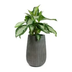 Patt High Ridged Planter - Dark Grey 26 Patt High Ridged Planter - Dark Grey -HORTOLOGY Plants Sale Aglaonema Diamond Bay Chinese Evergreen Patt High Plant Vase Ridged Dark Grey