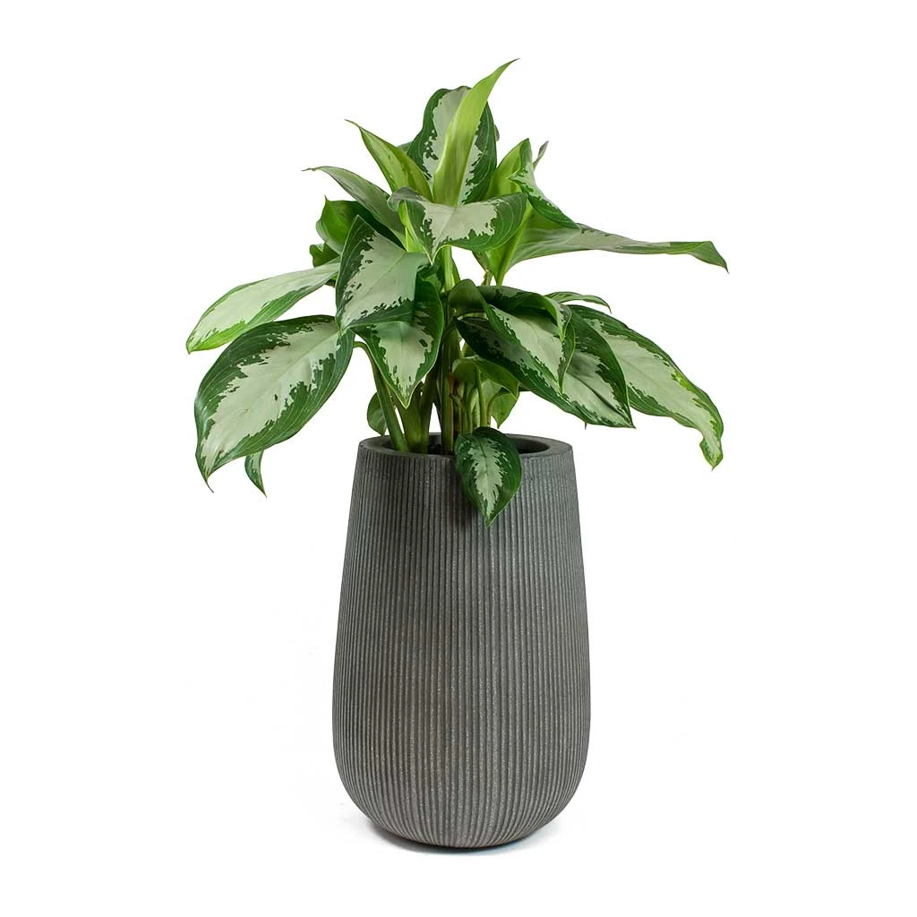Patt High Ridged Planter - Dark Grey 12 Patt High Ridged Planter - Dark Grey - Image 12