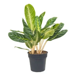 Aglaonema Key Lime - Chinese Evergreen 17 Aglaonema Key Lime - Chinese Evergreen -HORTOLOGY Plants Sale Aglaonema Key Lime Chinese Evergreen 27cm