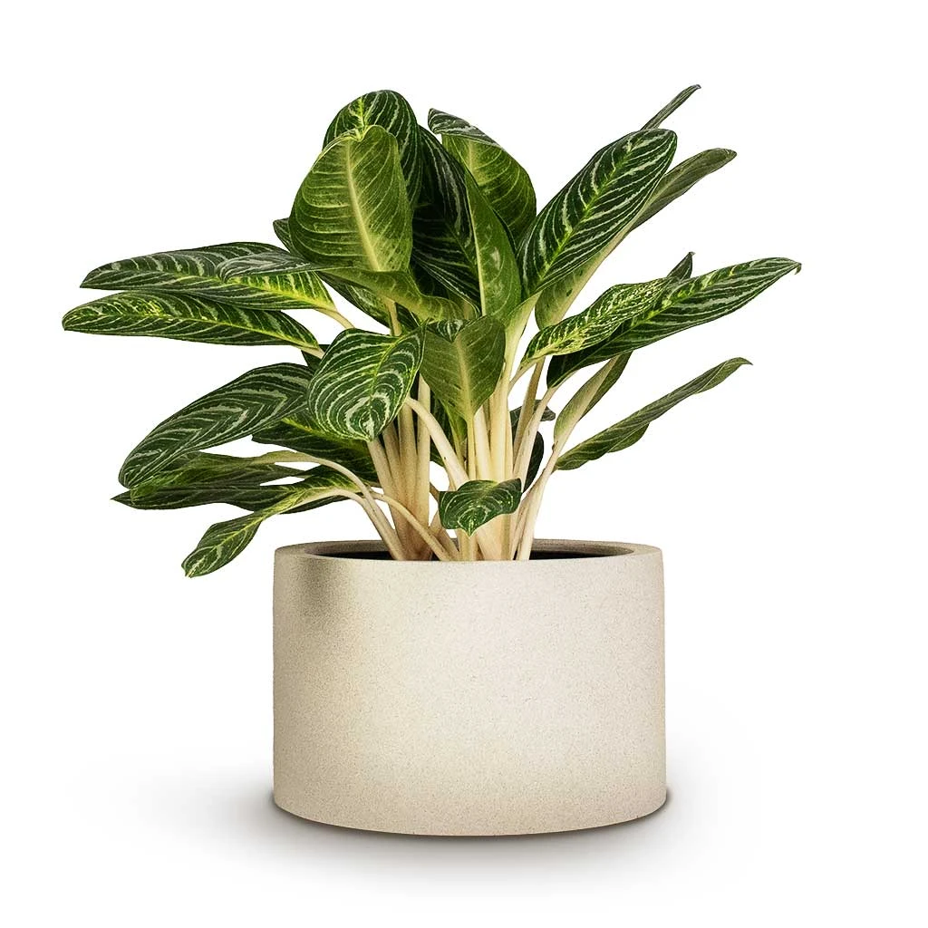 Aglaonema Key Lime - Chinese Evergreen 2 Aglaonema Key Lime - Chinese Evergreen - Image 2