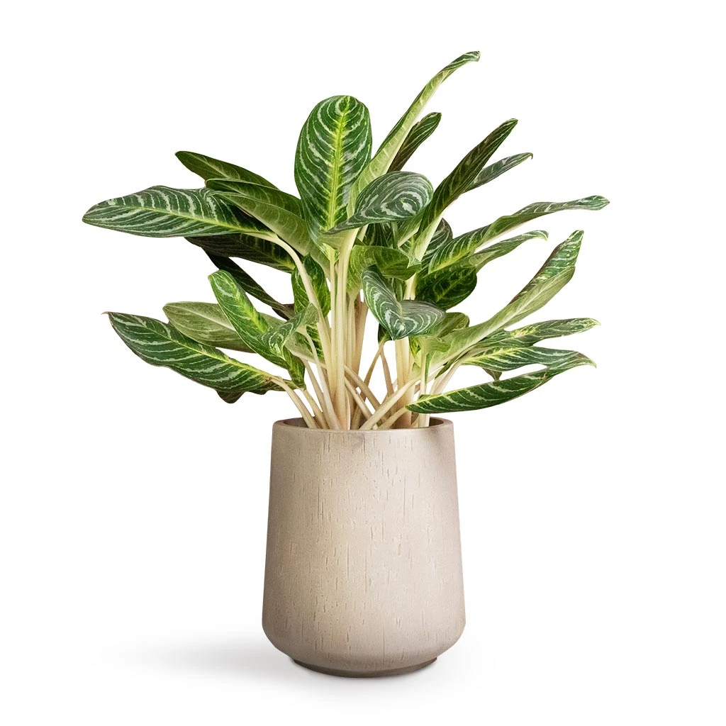 Aglaonema Key Lime - Chinese Evergreen 8 Aglaonema Key Lime - Chinese Evergreen - Image 8