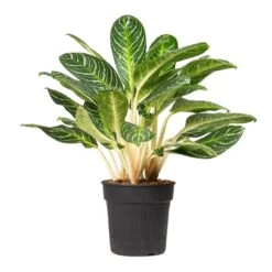 Aglaonema Key Lime - Chinese Evergreen 20 Aglaonema Key Lime - Chinese Evergreen -HORTOLOGY Plants Sale Aglaonema Key Lime Chinese Evergreen 27x80cm