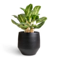 Norell Plant Pot - Black 30 Norell Plant Pot - Black -HORTOLOGY Plants Sale Aglaonema Key Lime Chinese Evergreen 27x80cm Norell Plant Pot Black 42x38cm 66a98fc0 36ec 43fa 85cf 6f4c27acec76