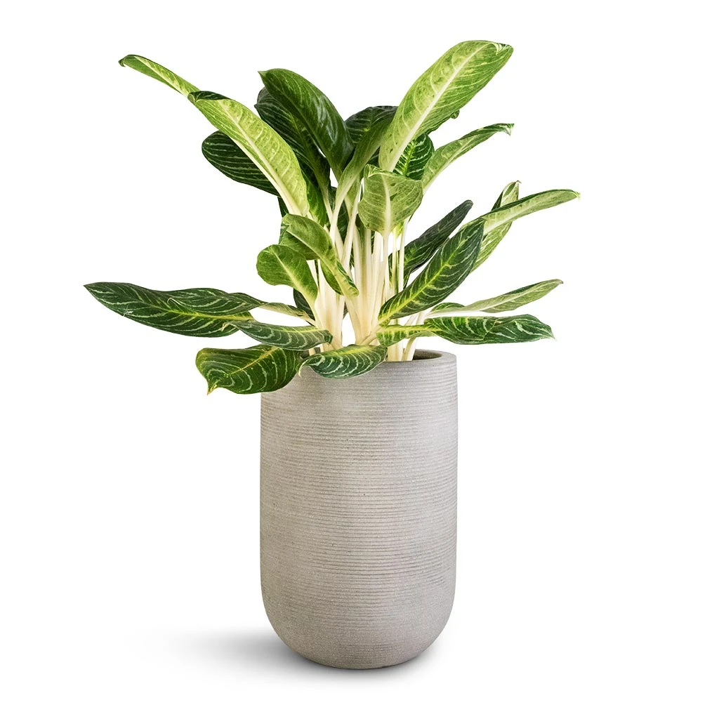 Aglaonema Key Lime - Chinese Evergreen 10 Aglaonema Key Lime - Chinese Evergreen - Image 10