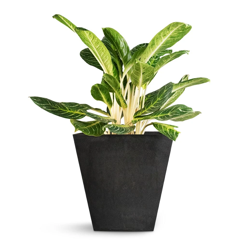 Aglaonema Key Lime - Chinese Evergreen 11 Aglaonema Key Lime - Chinese Evergreen - Image 11