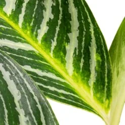 Aglaonema Key Lime - Chinese Evergreen 14 Aglaonema Key Lime - Chinese Evergreen -HORTOLOGY Plants Sale Aglaonema Key Lime Chinese Evergreen SWATCH 2