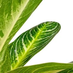 Aglaonema Key Lime - Chinese Evergreen 18 Aglaonema Key Lime - Chinese Evergreen -HORTOLOGY Plants Sale Aglaonema Key Lime Chinese Evergreen SWATCH