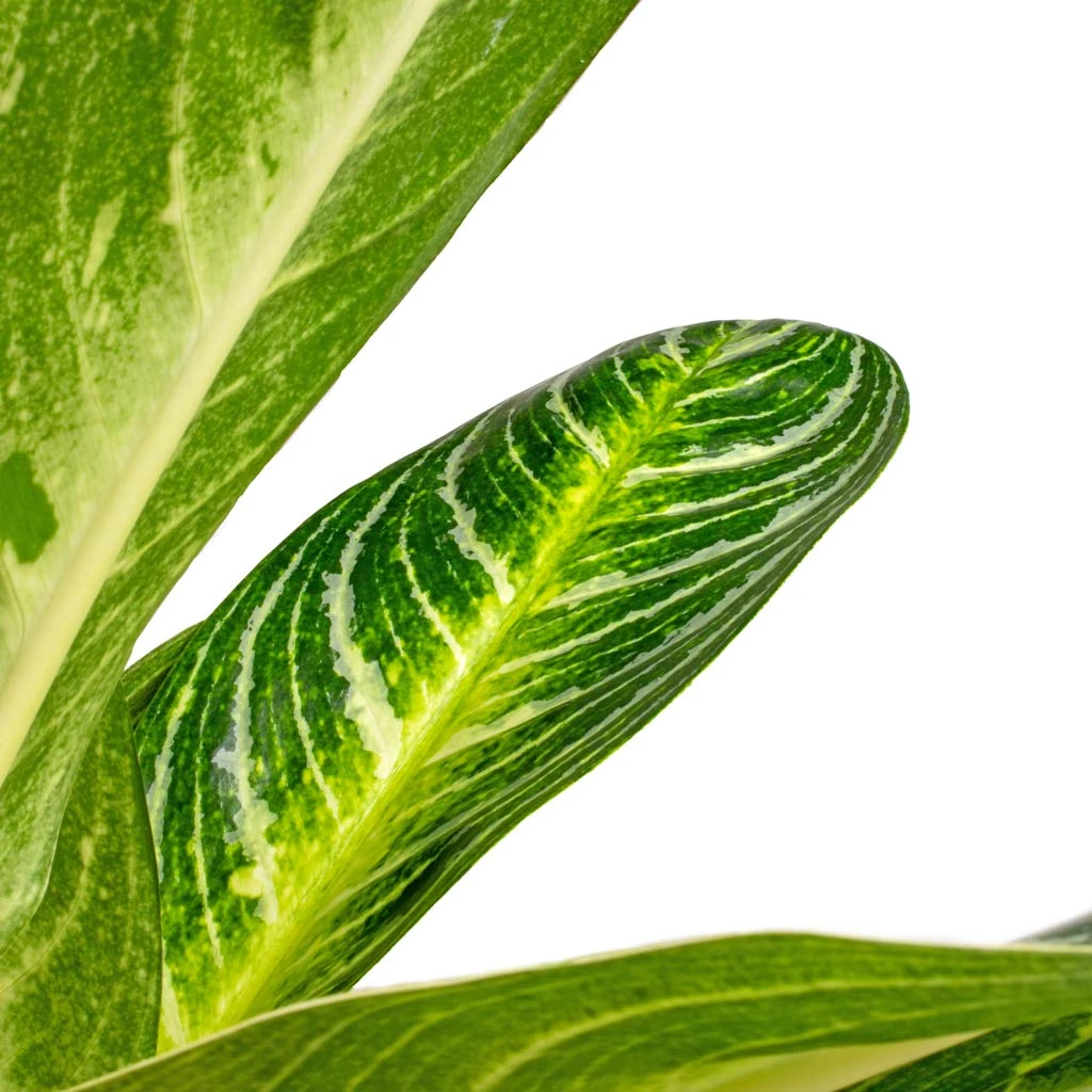 Aglaonema Key Lime - Chinese Evergreen 7 Aglaonema Key Lime - Chinese Evergreen - Image 7