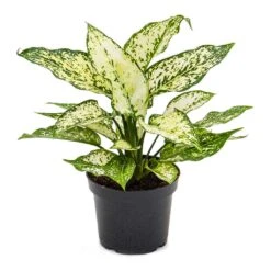 Aglaonema Kiwi - Chinese Evergreen -HORTOLOGY Plants Sale Aglaonema Kiwi Chinese Evergreen 12cm