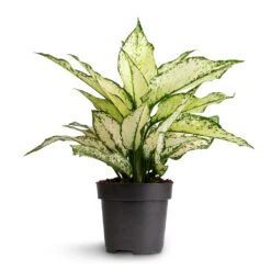 Aglaonema Kiwi - Chinese Evergreen -HORTOLOGY Plants Sale Aglaonema Kiwi Chinese Evergreen 12x30cm 2