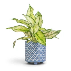 Aglaonema Kiwi - Chinese Evergreen -HORTOLOGY Plants Sale Aglaonema Kiwi Chinese Evergreen 12x30cm Bilbao Plant Pot Heritage Blue 14x14cm 8df0543d 926b 45d3 a600 a2c0065fc4cd