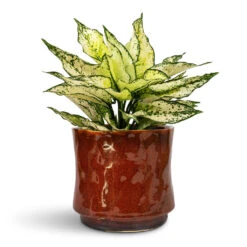 Aglaonema Kiwi - Chinese Evergreen -HORTOLOGY Plants Sale Aglaonema Kiwi Chinese Evergreen 12x30cm Nolan Plant Pot Red 19x15cm