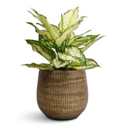 Aglaonema Kiwi - Chinese Evergreen -HORTOLOGY Plants Sale Aglaonema Kiwi Chinese Evergreen 12x30cm Ryan Plant Pot Shiny Gold 18x16cm