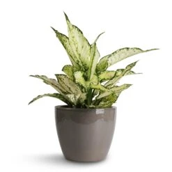Aglaonema Kiwi - Chinese Evergreen -HORTOLOGY Plants Sale Aglaonema Kiwi Chinese Evergreen 12x30cm Sven Plant Pot Smoke 16x13cm