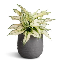 Aglaonema Kiwi - Chinese Evergreen -HORTOLOGY Plants Sale Aglaonema Kiwi Chinese Evergreen 19x45cm Aurora Terrazzo Handle Plant Pot Slate 22x21cm d3a9c376 f263 4eff 894e 57f34a7e16b3